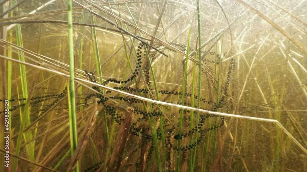 Toad spawn strings underwater attached on plants in shore water Stock ...