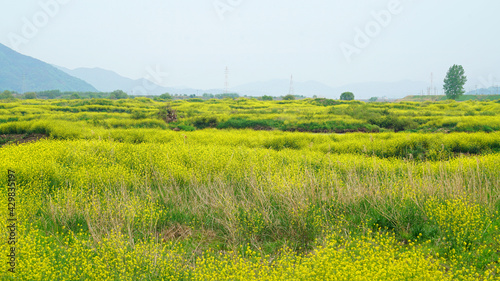 Yellow rape flowers in full bloom along the river.