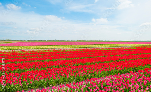 Colorful tulips in an agricultural field in sunlight below a blue cloudy sky in spring  Almere  Flevoland  The Netherlands  April 24  2021