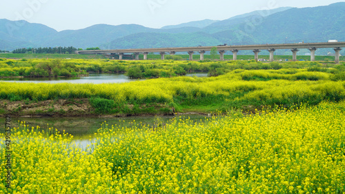 Yellow rape flowers in full bloom along the river. © Busan Oppa