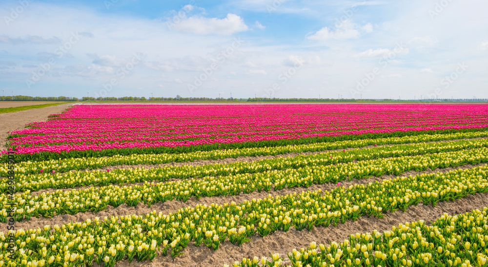 Colorful tulips in an agricultural field in sunlight below a blue cloudy sky in spring, Almere, Flevoland, The Netherlands, April 24, 2021