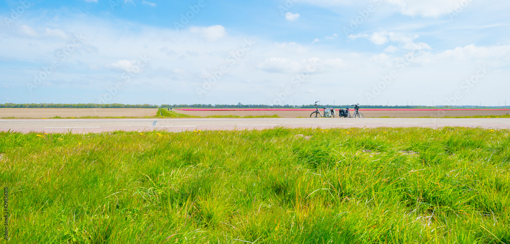 People looking at colorful tulips in an agricultural field in sunlight below a blue cloudy sky in spring, Almere, Flevoland, The Netherlands, April 24, 2021