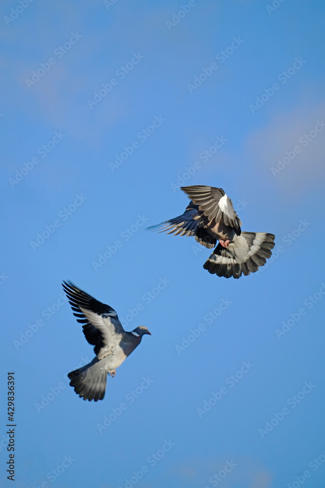 Obraz premium A couple of forest pigeons in flight. Pigeon wood pigeon. Against the background of the sky. Spring . April.