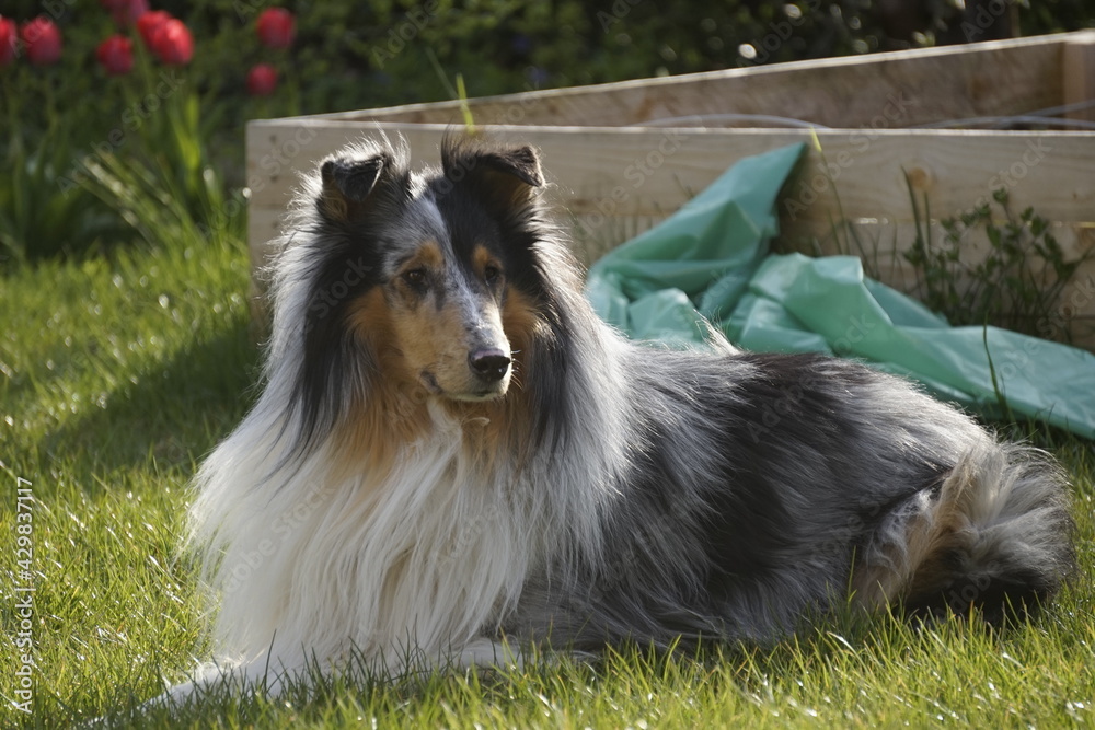 Ein Collie schaut interessiert, Boder collie passt auf .Hütehund Ein Collie schaut interessiert, Boder collie passt auf .Hütehund