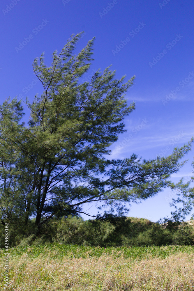 Obraz premium Tree with blue sky background and some clouds