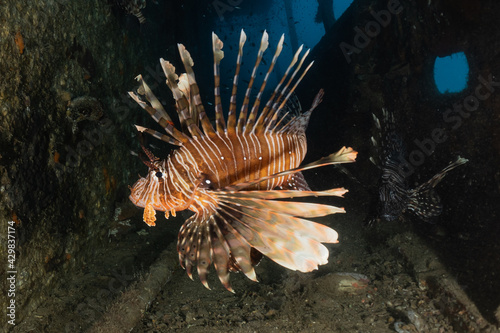 Lion fish in the Red Sea colorful fish, Eilat Israel 