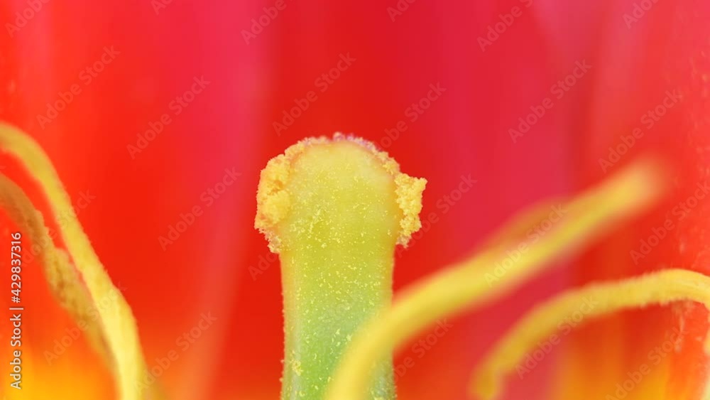 Macro of a red and yellow tulip flower, studio shot Macro of a red and yellow tulip flower, studio shot