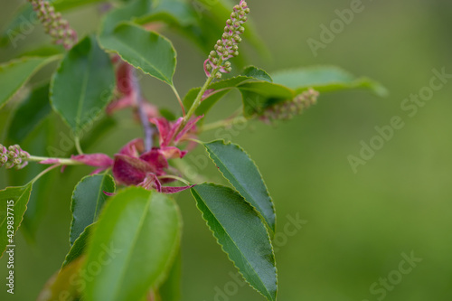 Wild black cherry branch in spring. Southern Maryland USA near the Patuxent River in Calvert county 