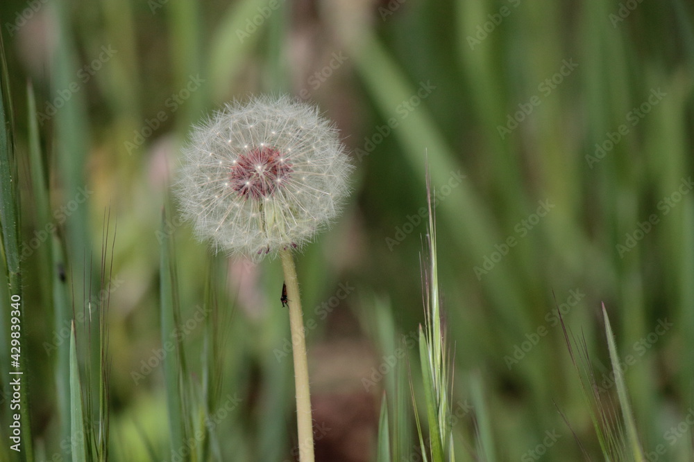 Diente de león o Taraxacum officinale, achicoria amarga Diente de león o Taraxacum officinale, achicoria amarga