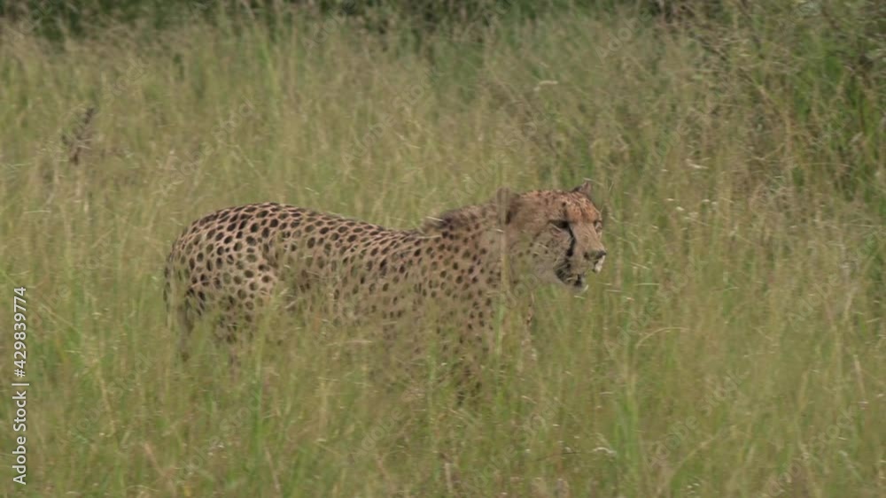 A cheetah walking through the long grass, camouflaged as it slinks through the field. A cheetah walking through the long grass, camouflaged as it slinks through the field.