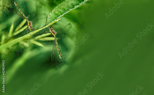 two dragonflies on a green background- copyspace