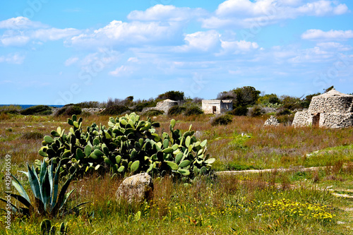 Landscape in Salento  Italy