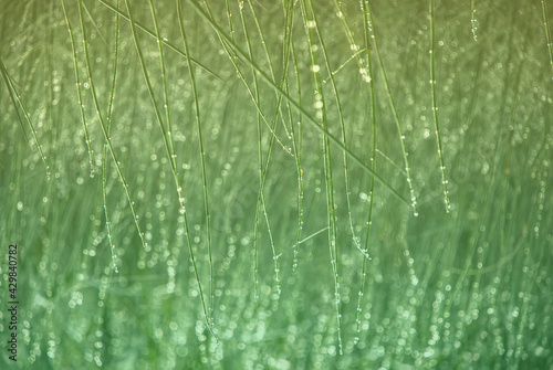 wild plant of green emerald color. marsh sedge grass, smooth background beautiful blurred bokeh, abstract background of green thin grass in dew drops