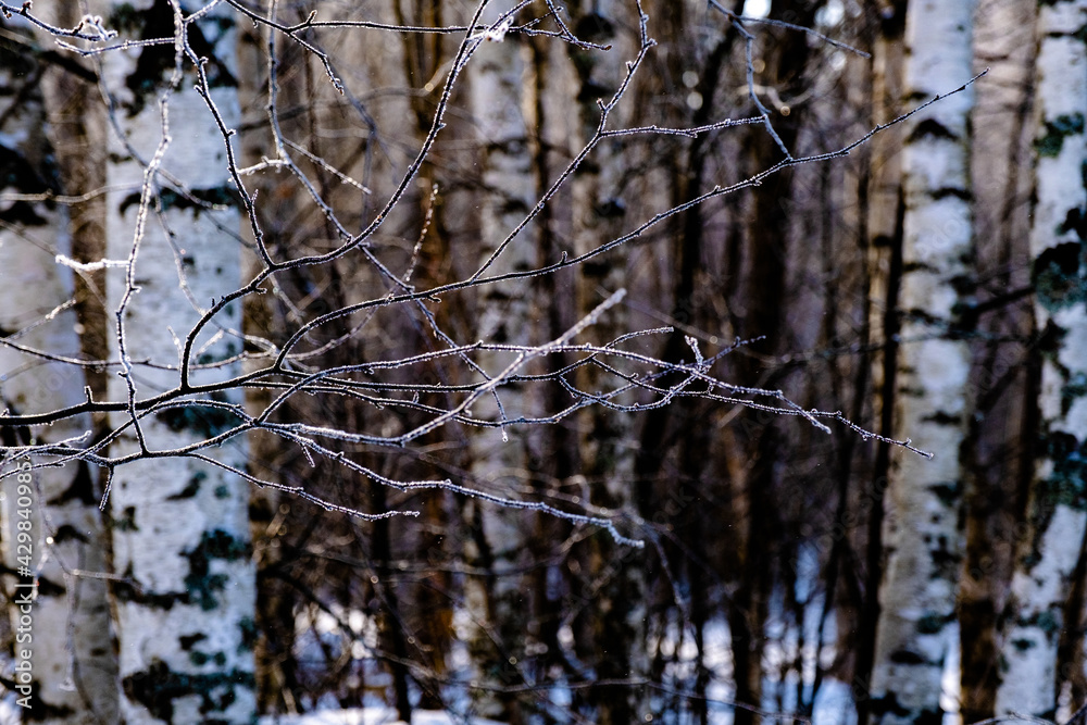 Thin branches without leaves covered with white frost on the blurred background of the forest. Thin branches without leaves covered with white frost on the blurred background of the forest.