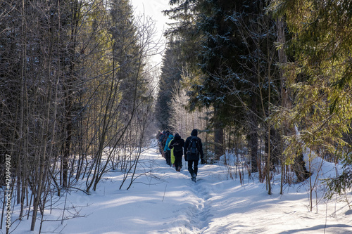 A group of tourists in a winter snow forest on a sunny day.