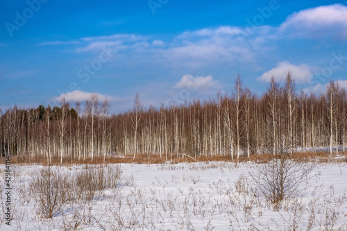 A birch grove on a sunny winter day with a blue sky and light clouds. © Valery Smirnov