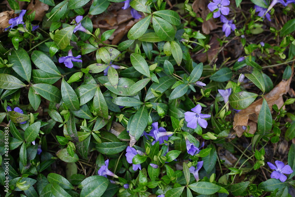 Forest litter with vinca minor flowering, violel flowers and evergreeen leaves. Natural background. Aerial view. Forest litter with vinca minor flowering, violel flowers and evergreeen leaves. Natural background. Aerial view.