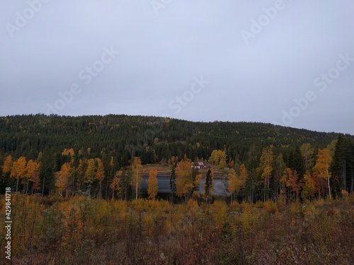 autumn forest in the mountains