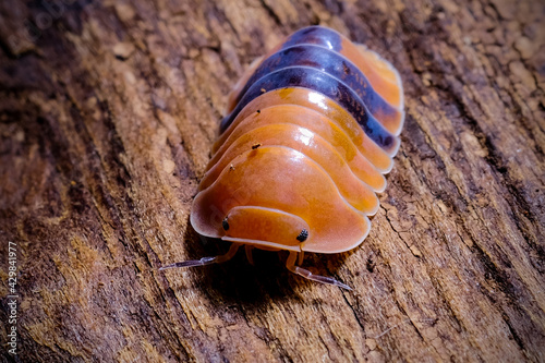 Fotografie Isopod - Cubaris amber ducky, On the bark in the deep forest, macro shot isopods