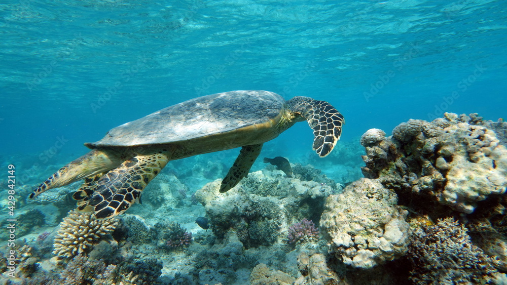 Obraz premium Sea turtles . Great Reef Turtle .Bissa.