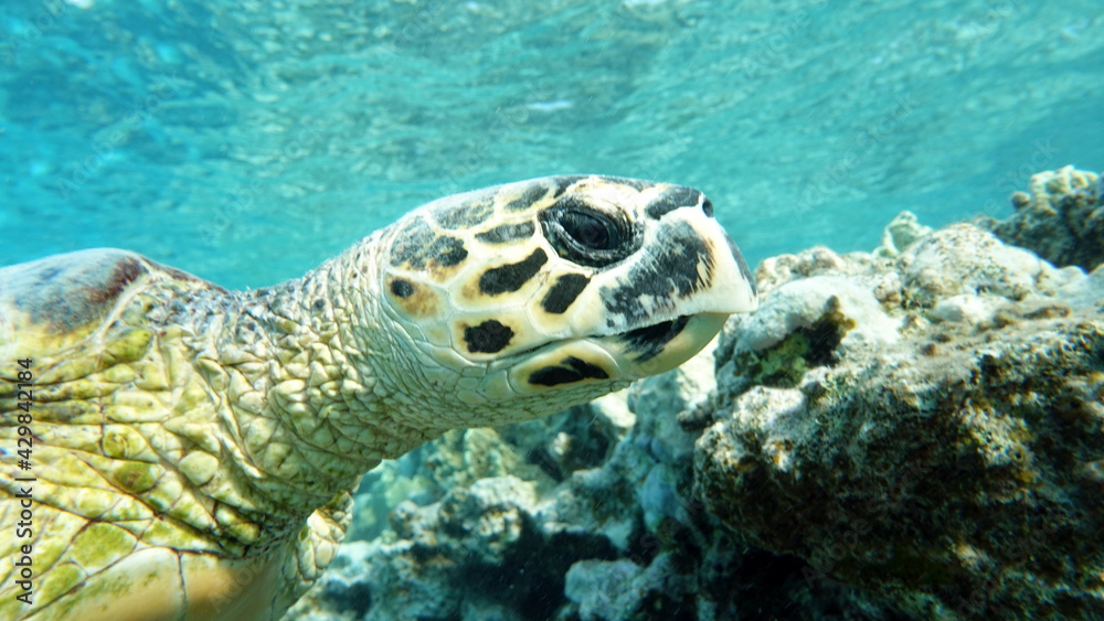 Fototapeta premium Sea turtles . Great Reef Turtle .Bissa.