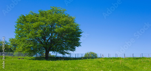 Park Tree