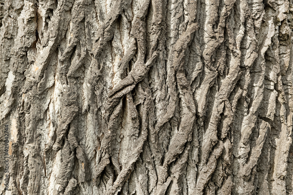 old bigg tree spruce bark Texture background old bigg tree spruce bark Texture background
