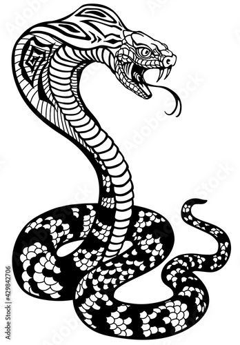 cobra poisonous snake in a defensive position. Attacking posture. Black and white tattoo style vector illustration