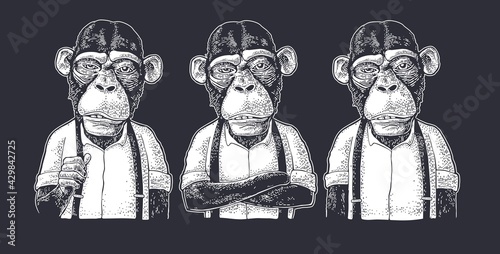 Monkey businessman in the shirt and suspender. Different poses. Engraving