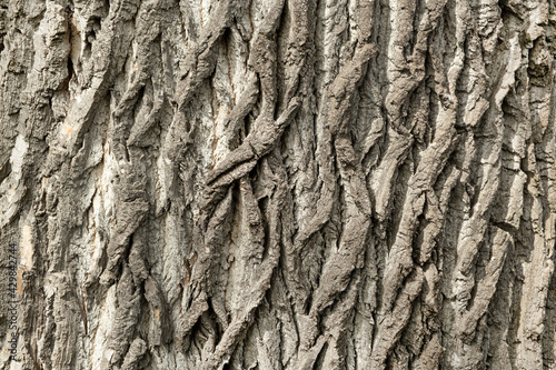 old bigg tree spruce bark Texture background photo