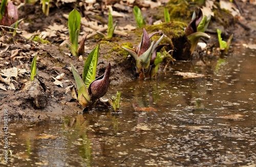 Eastern skunk cabbage is a low growing plant that grows in wetlands and moist hill slopes of eastern North America. Bruised leaves present a fragrance reminiscent of skunk.  © Jitka