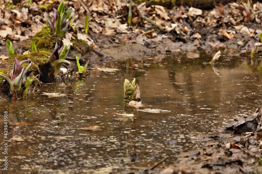 Eastern skunk cabbage is a low growing plant that grows in wetlands and moist hill slopes of eastern North America. Bruised leaves present a fragrance reminiscent of skunk. Eastern skunk cabbage is a low growing plant that grows in wetlands and moist hill slopes of eastern North America. Bruised leaves present a fragrance reminiscent of skunk.