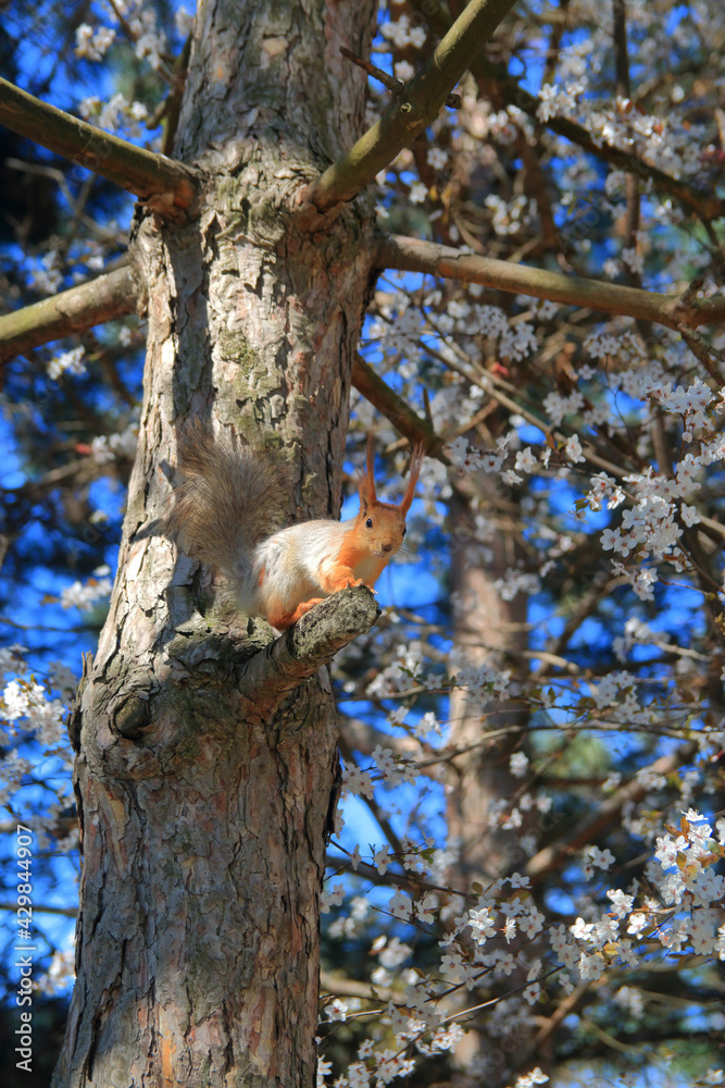 Squirrel on a tree branch in a spring park. Squirrel on a tree branch in a spring park.