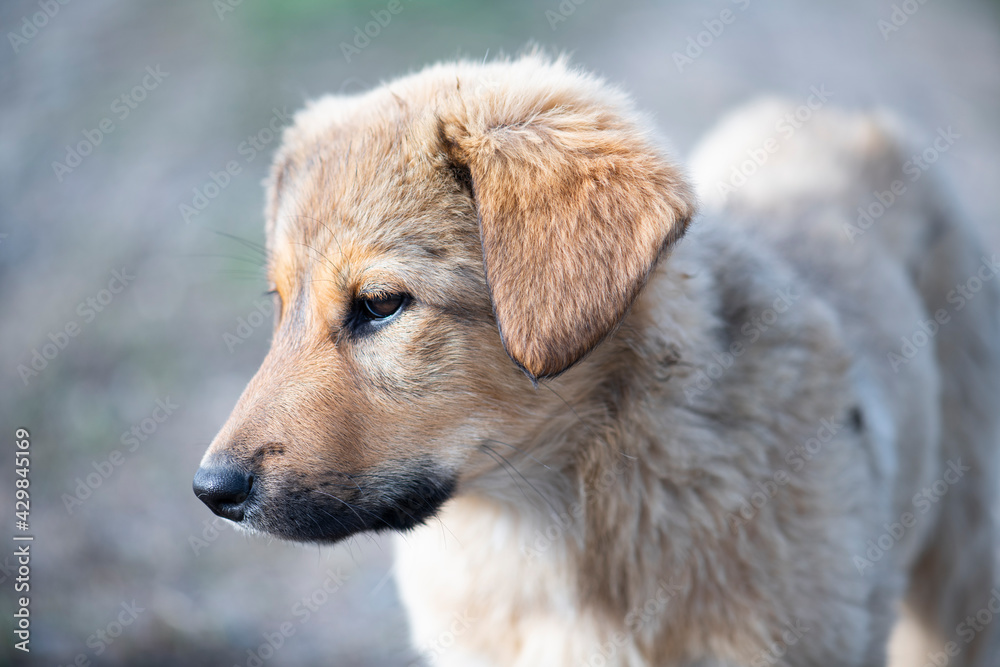 Close-up portrait of cute brown puppy on bokeh background.