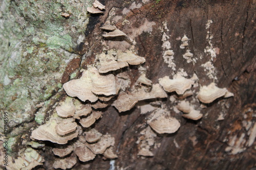 wood fungi