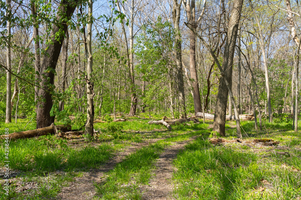 Trail through the savanna landscape. Trail through the savanna landscape.