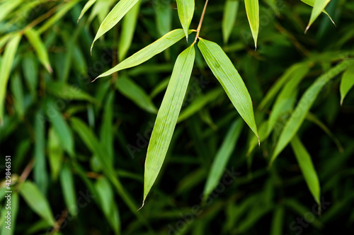 Bamboo leaves closeup, outdoor plant