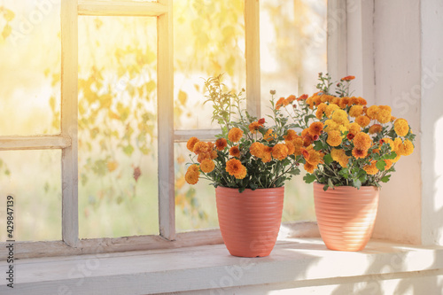 chrysanthemums in pots on old white windowsill