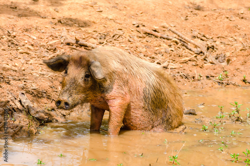 Konstfotografi Unhappy pig sitting in a mud puddle
“Shit happens but life goes on