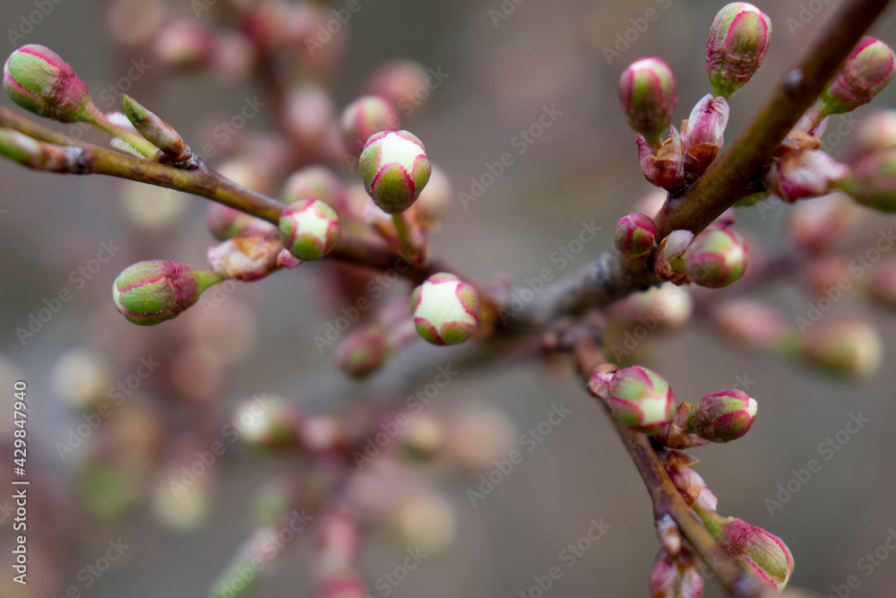 Sakura buds before opening. Selective focus. Sakura buds before opening. Selective focus.