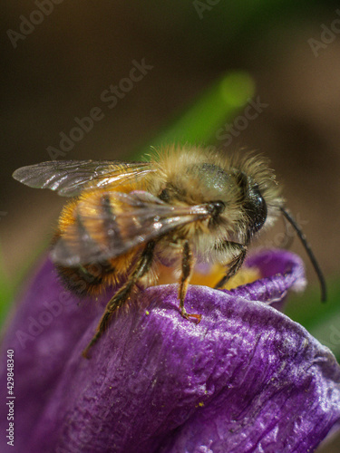 bee on a flower © Maria