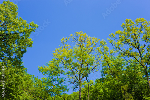 Forest sky