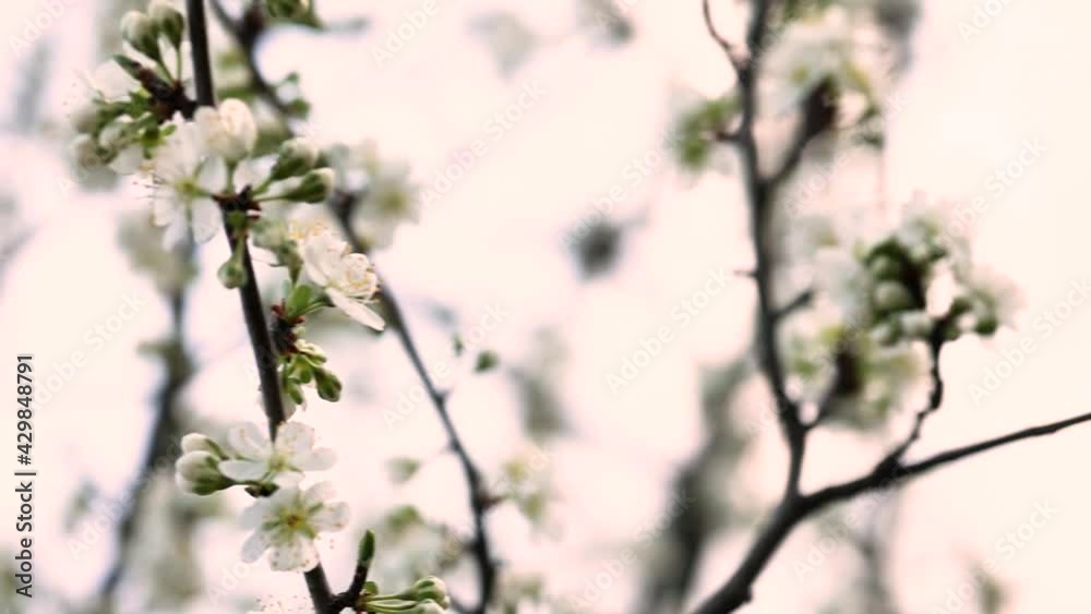 Spring blossom. Flowers on a tree in slow motion. White flowers blooming in the spring. Spring blossom. Flowers on a tree in slow motion. White flowers blooming in the spring.