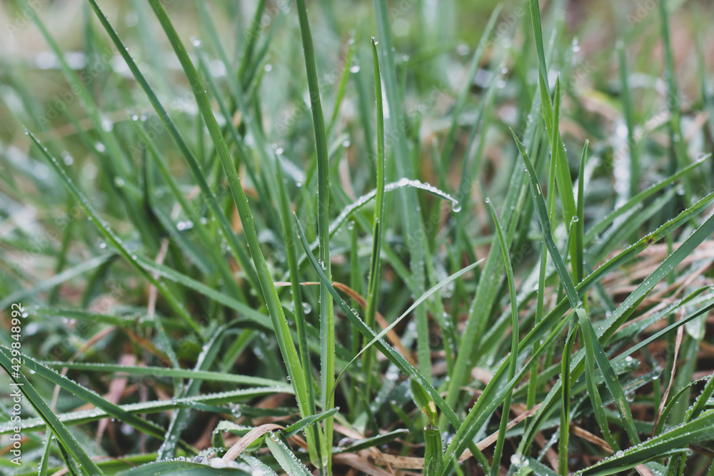 Green fresh grass in spring after rain Green fresh grass in spring after rain