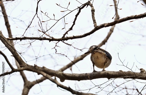 The wood duck or Carolina duck (Aix sponsa) on a tree photo