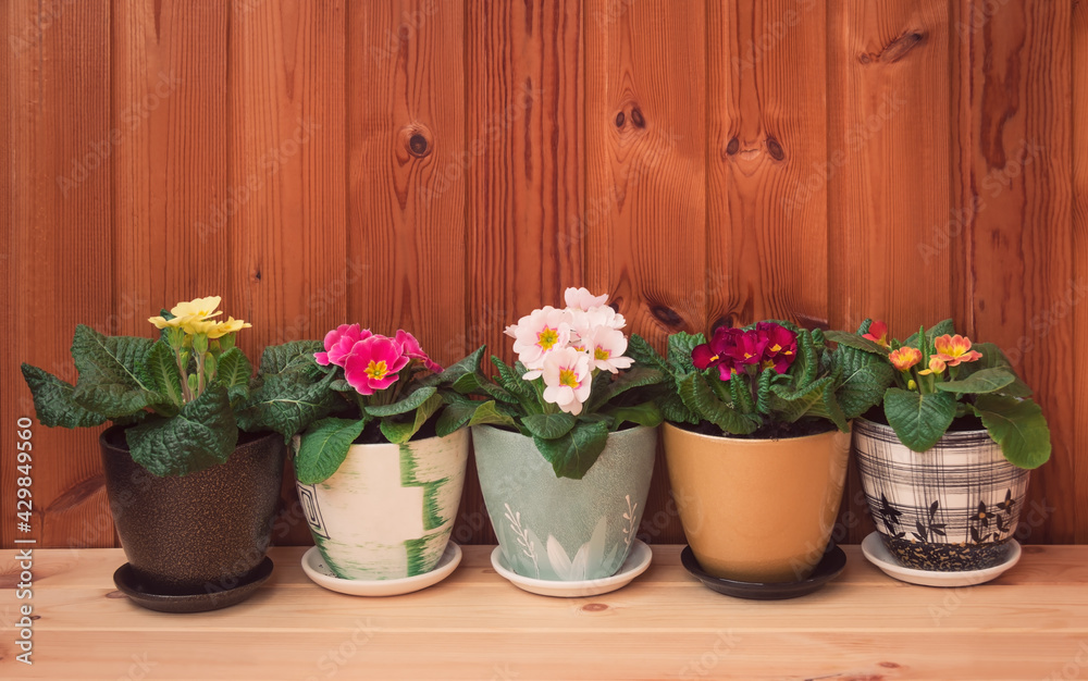 Colorful primulas in colorful flower pots on wooden table.