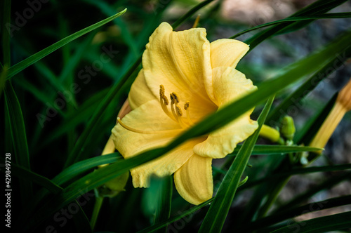 yellow flower