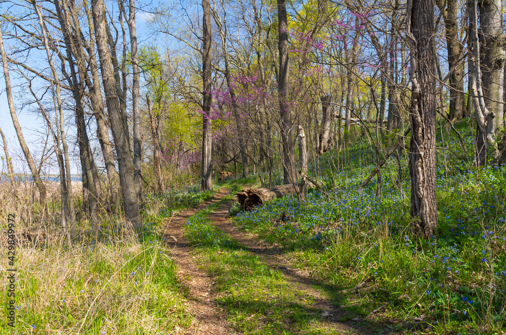 Obraz premium Trail through the woodland.