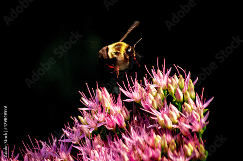 bee on flower
