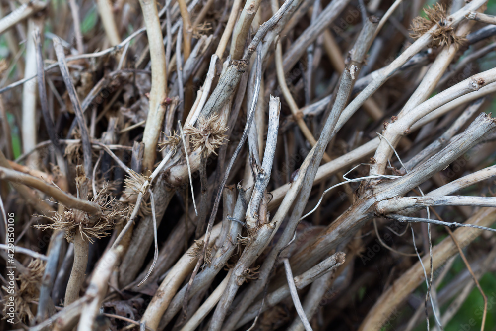 Dry last year's flower stalks